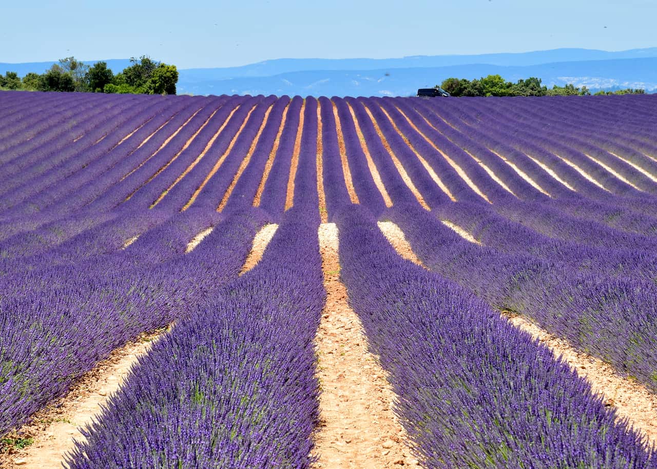 Hunter Lavender Farm_honeymoon Provence.jpeg