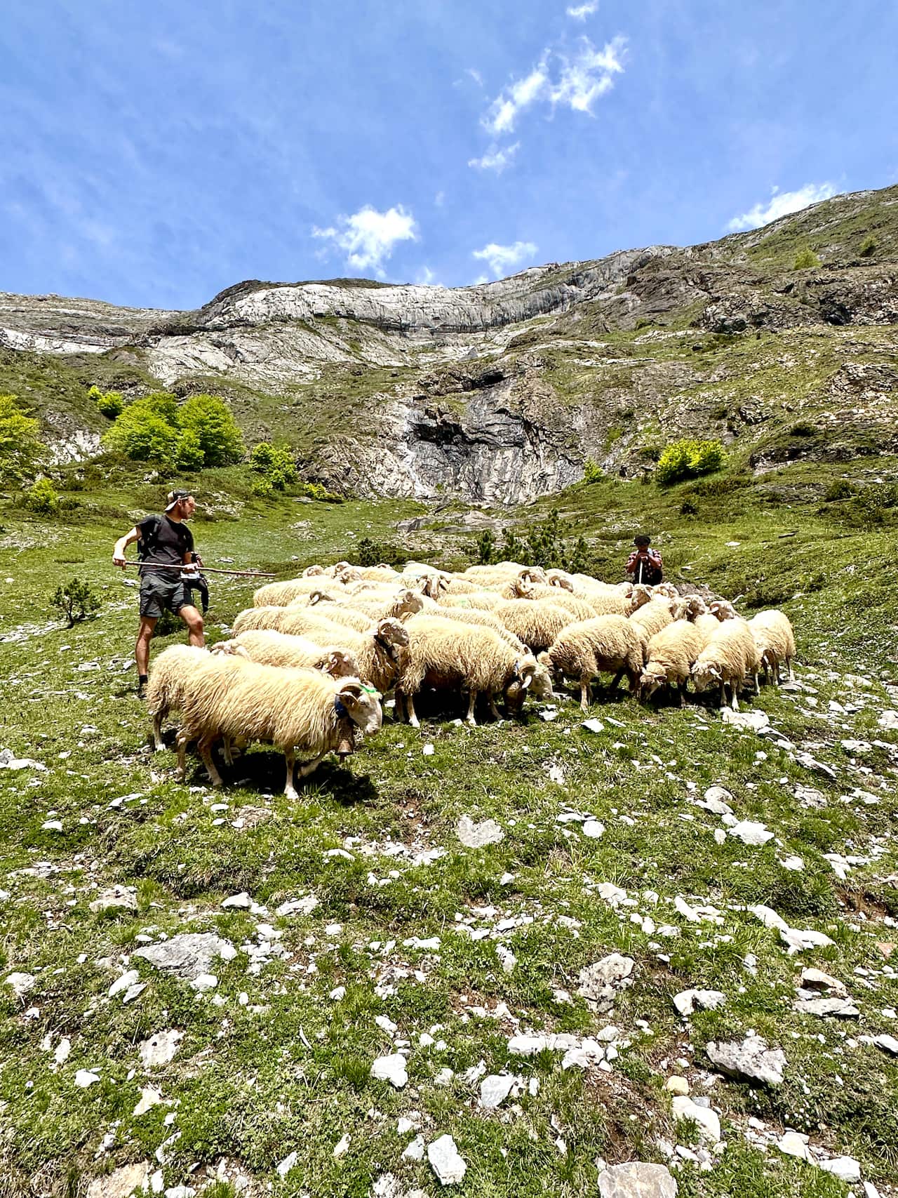 Herding sheep in a field.