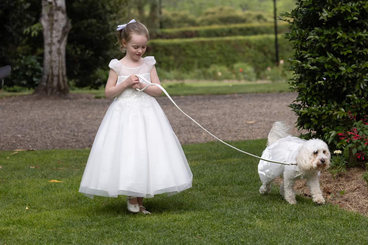 A girl in a white dress walking a small dog