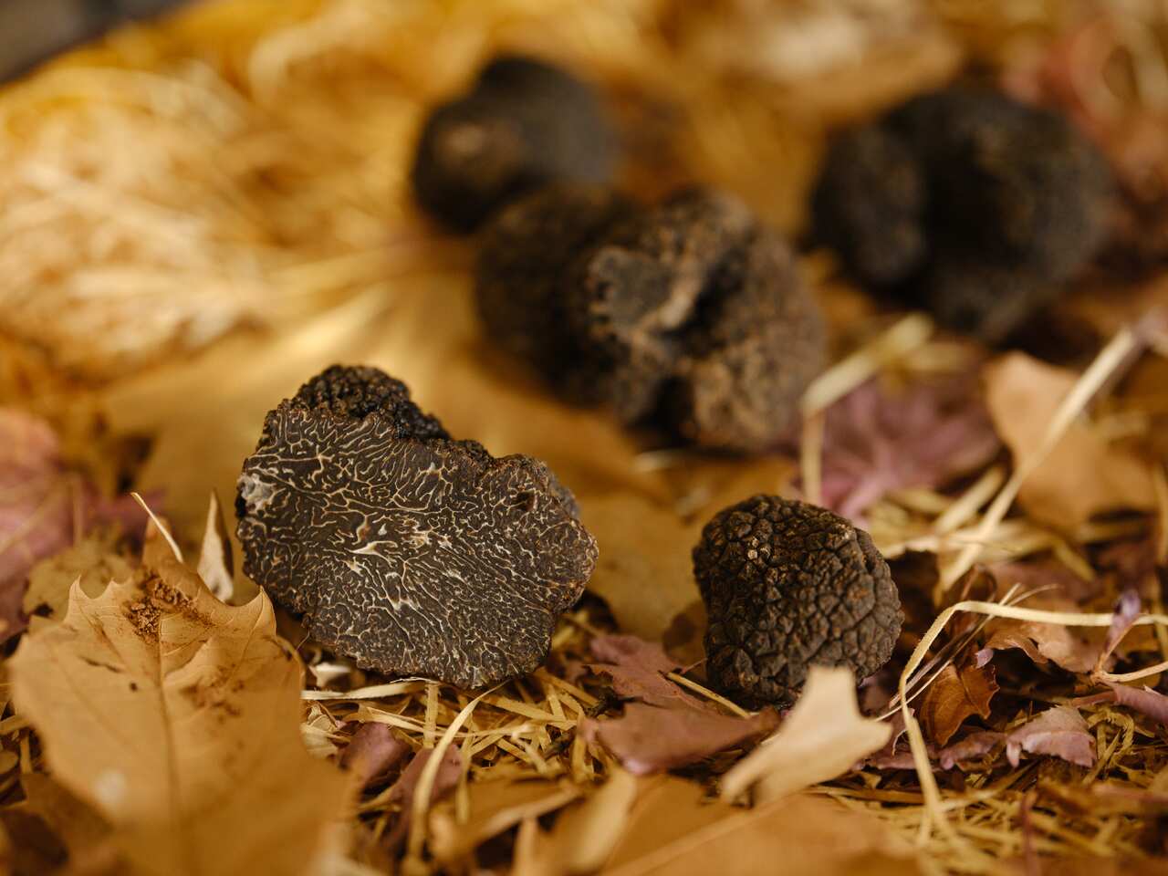 澳大利亚于 2007 年开始出口松露，目前是继西班牙、法国和意大利之后的世界第四大松露生产国。