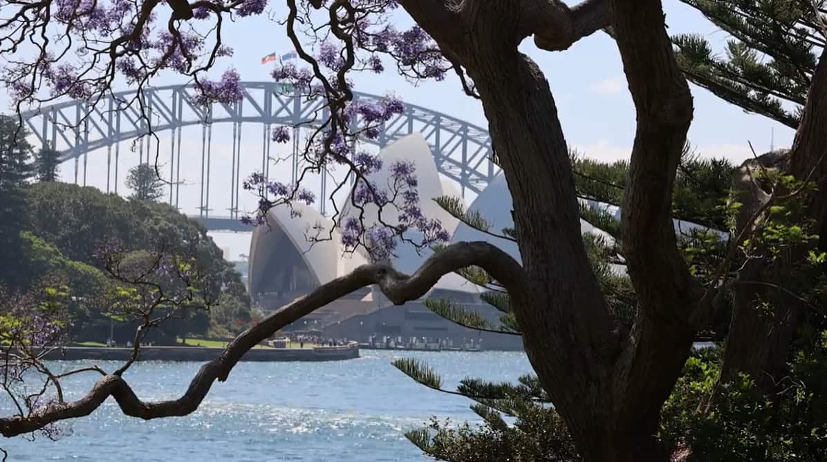 Botanic Gardens of Sydney Jacaranda.png