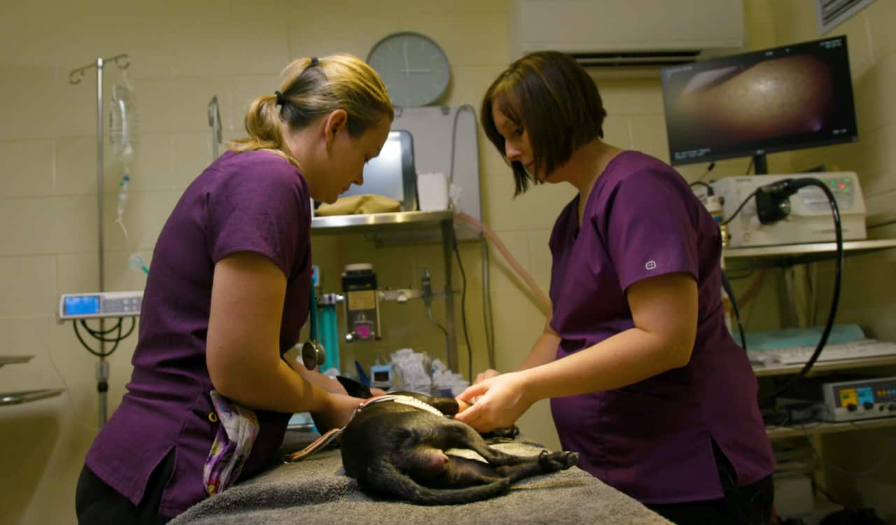 Two women in scrubs treat a dog.
