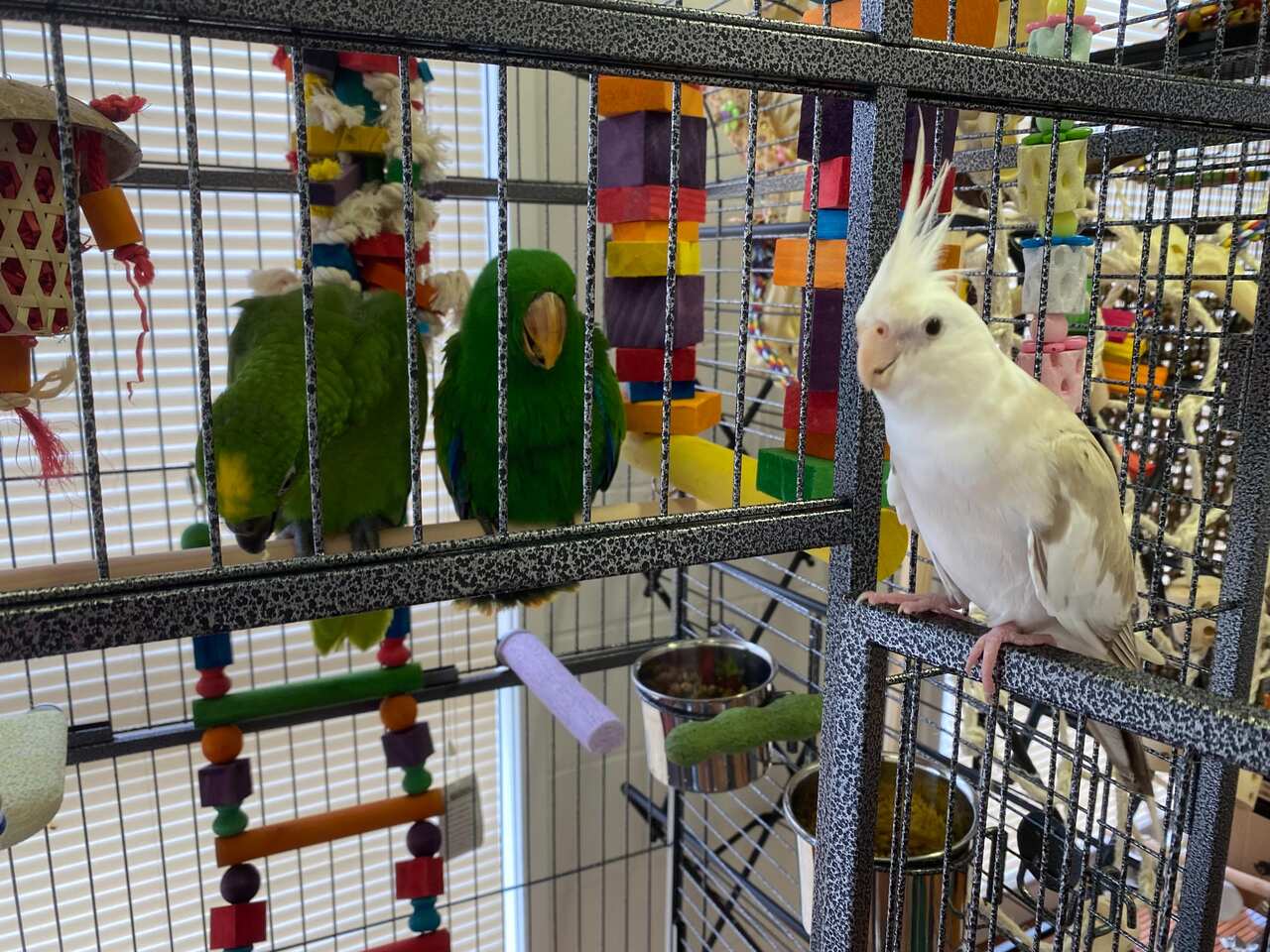 Zoo視為親人的三隻鸚鵡。右起：玄鳳鸚鵡、折衷鸚鵡、亞馬遜鸚鵡。