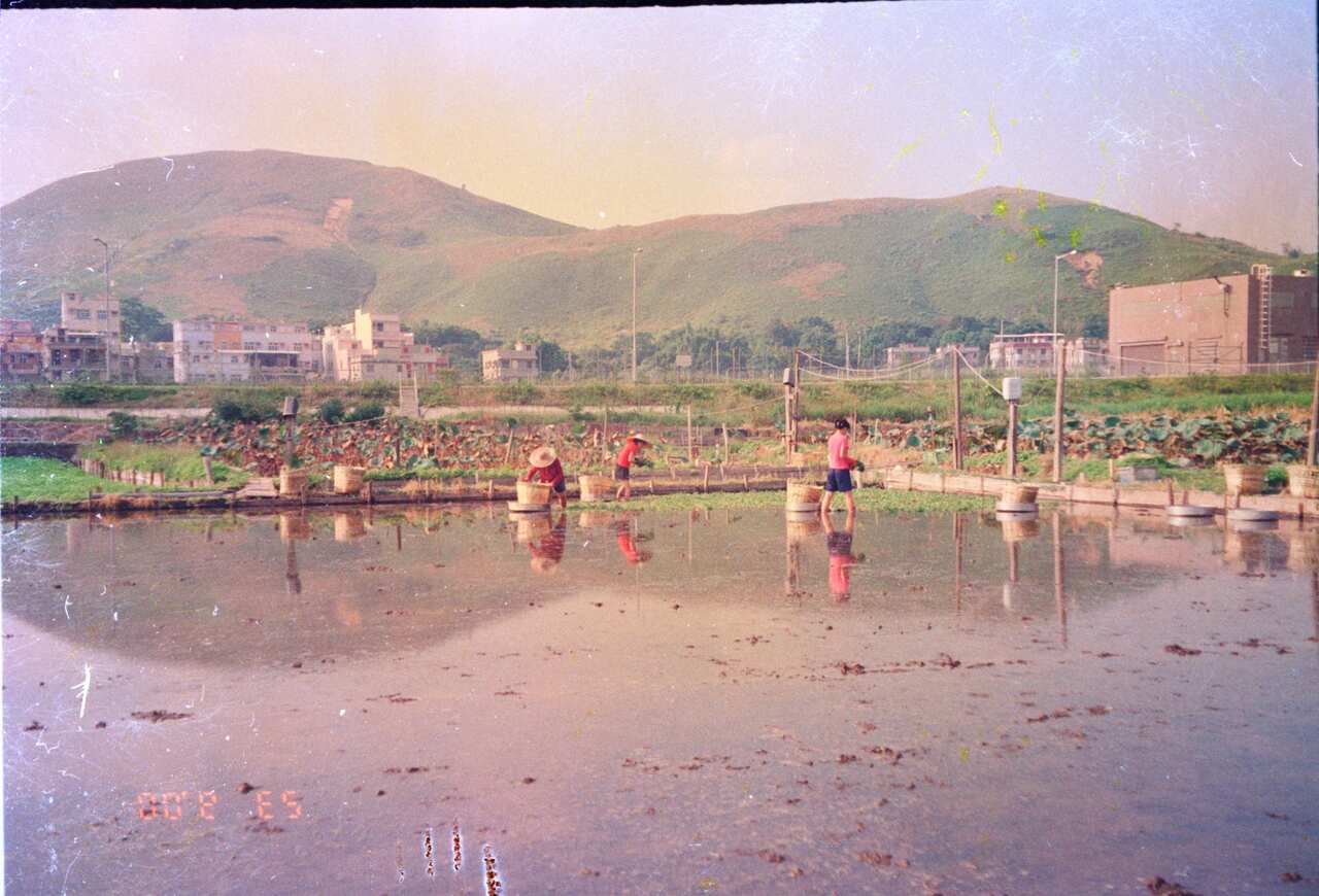 陶太童年在元朗洲頭村度過。