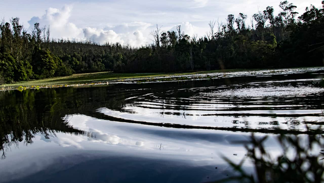 Scenic view of lake in forest against sky,Wellington,Tamil Nadu,India