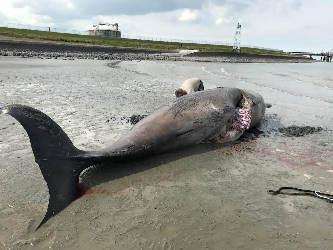 Een aangespoelde Butskop op een strand aan de Westerschelde, Nederland