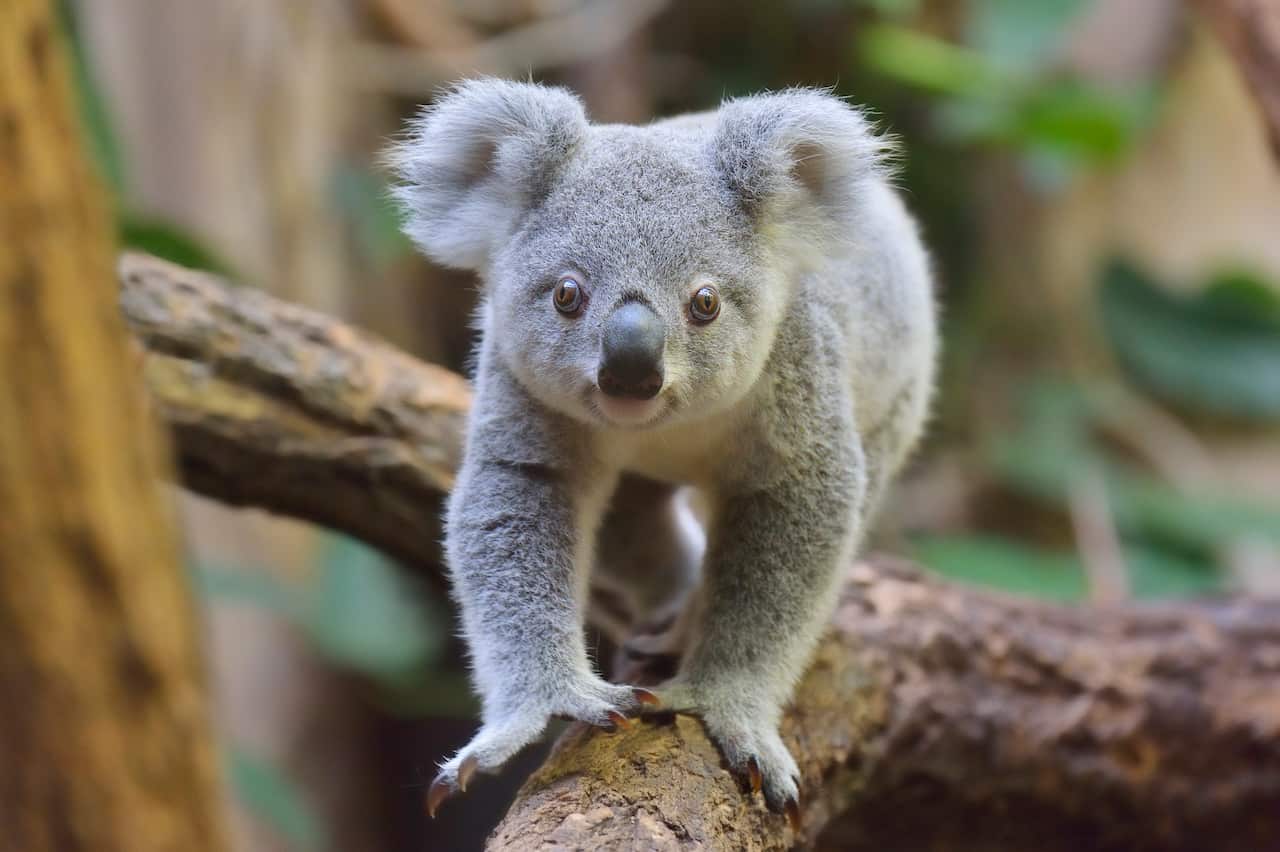 Koala, Phascolarctos cinereus