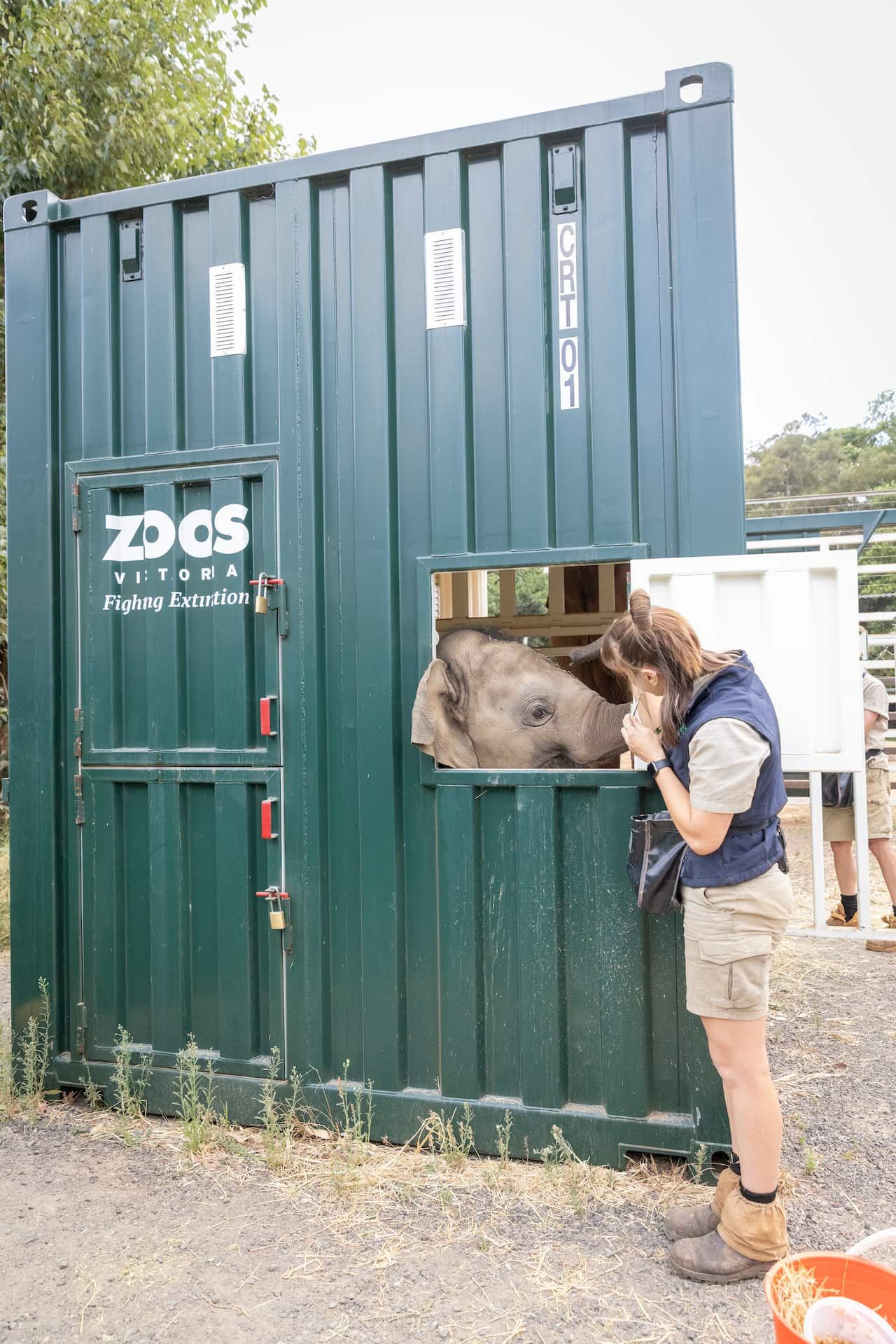 Photo-Elephant crate training-108.jpg