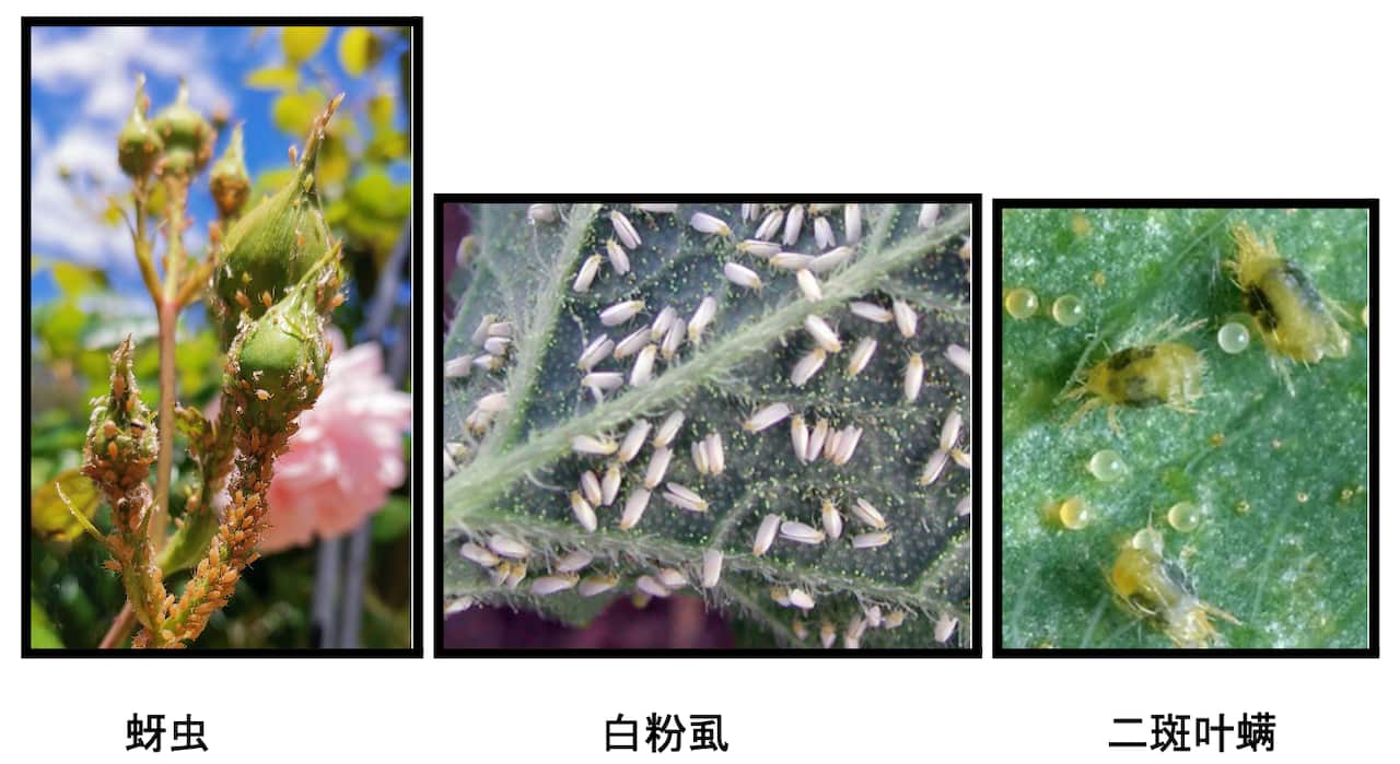 Screenshot 2024-01-26 at 11.09.01 am.png