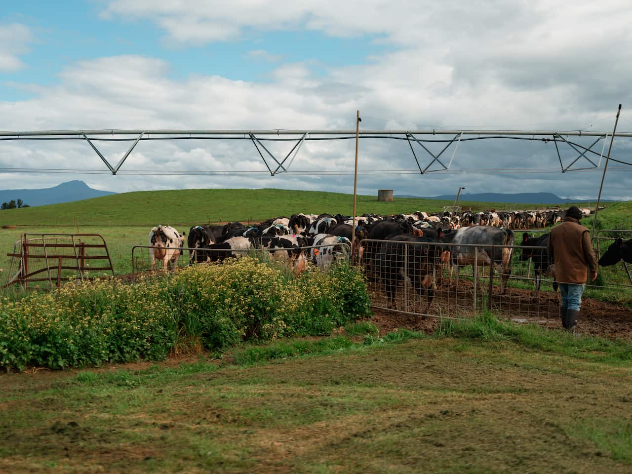 A herd of black and white dairy cows stands in a fenced enclosure on a grassy farm.