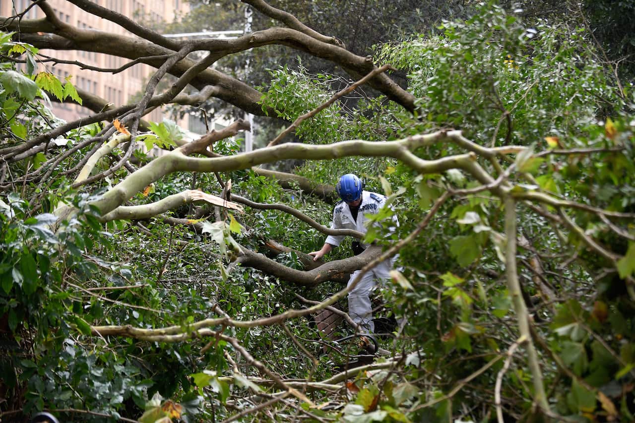 Emergency services attend the scene of a fallen tree blocking a road. 