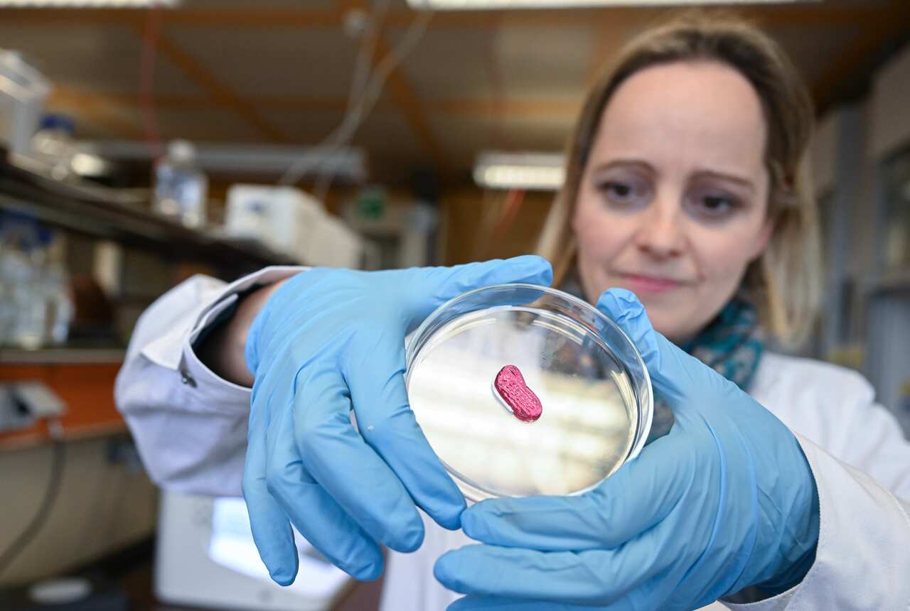 A researcher looks at a piece of artificial meat produced with a 3-D printer. 