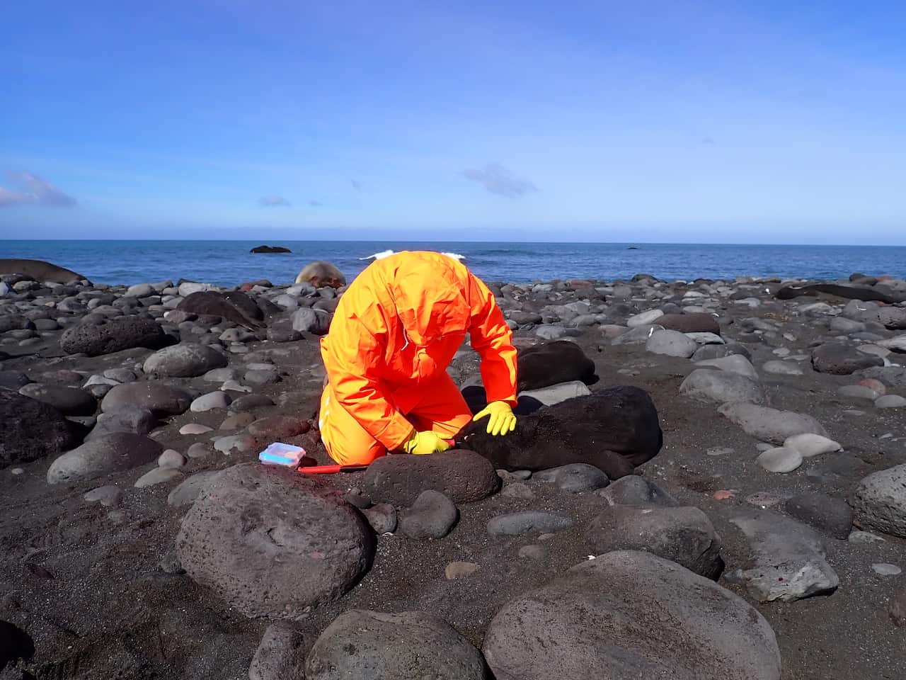An individual wearing a full-body bright orange hazmat suit and yellow gloves kneels on a black sand and volcanic rock beach, tending to a dark-furred seal pup. Beside them on a rock sits a small, clear plastic container with a blue lid and a red tool. The background features a calm blue ocean under a clear blue sky.