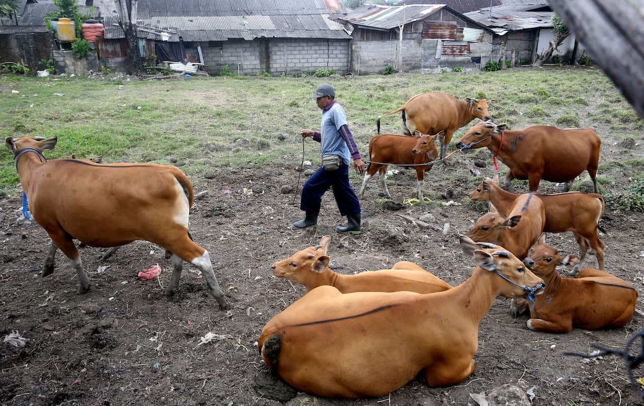 A man leads a cow on a rope lead past other cows in a field.