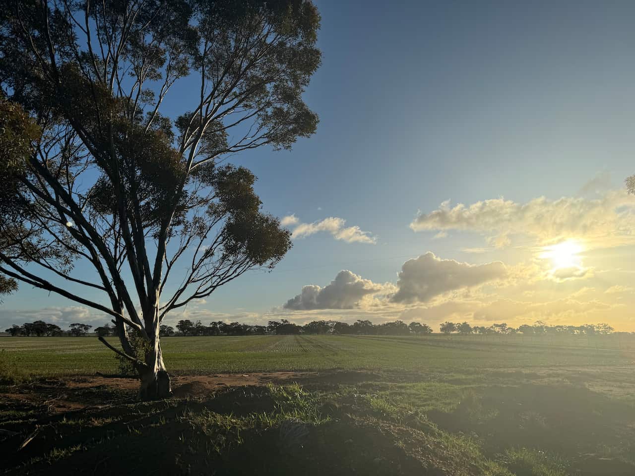 The sun is setting over a paddock with lentils and a tree.