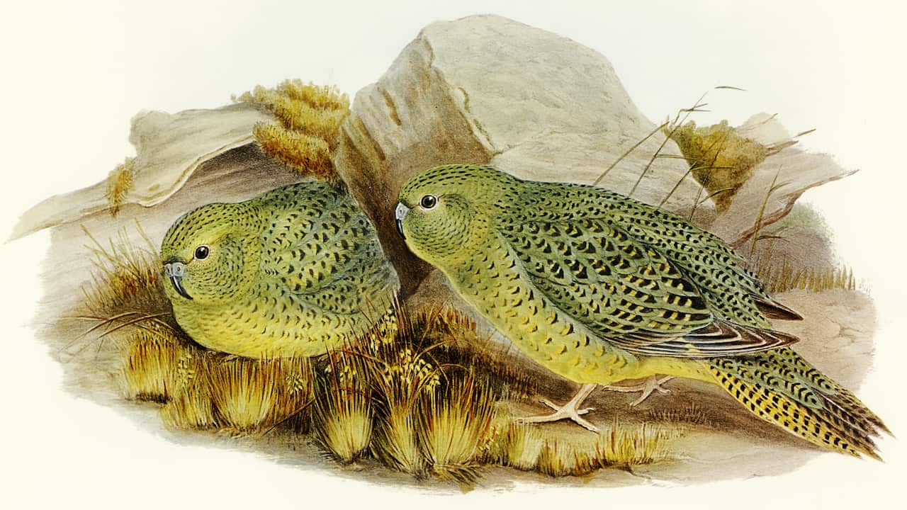 Nocturnal Ground-Parakeet (Geopsittacus occidentalis) illustrate