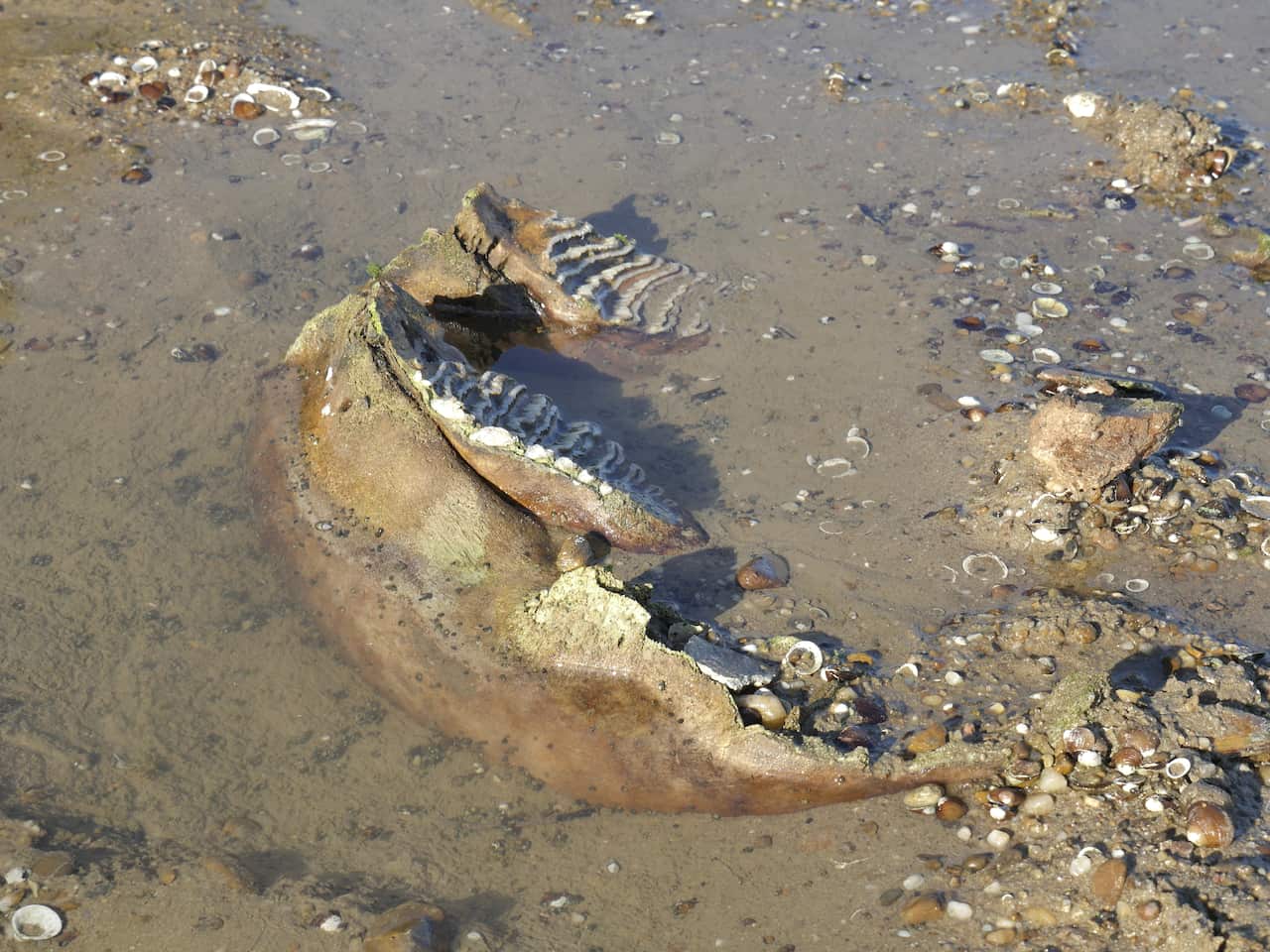 remains of a mammoth in low-level water