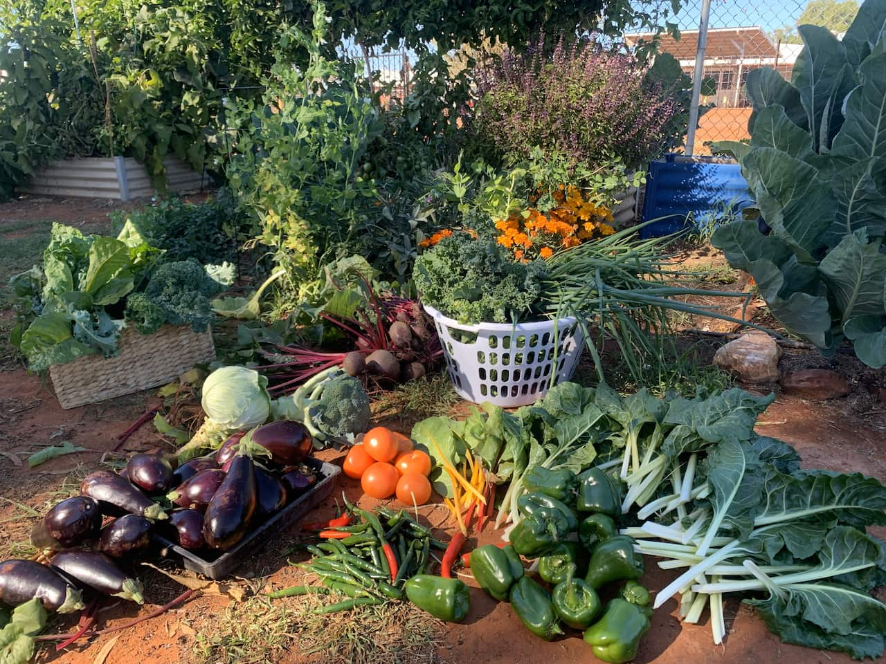 20250624_AmpilatwatjaHarvest.jpg