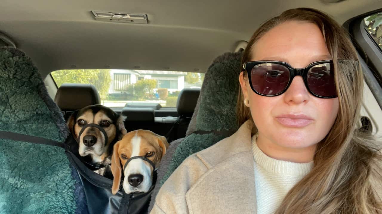 A woman in sunglasses and a beige coat sits in the driver's seat of a car with two muzzled dogs in the backseat behind her