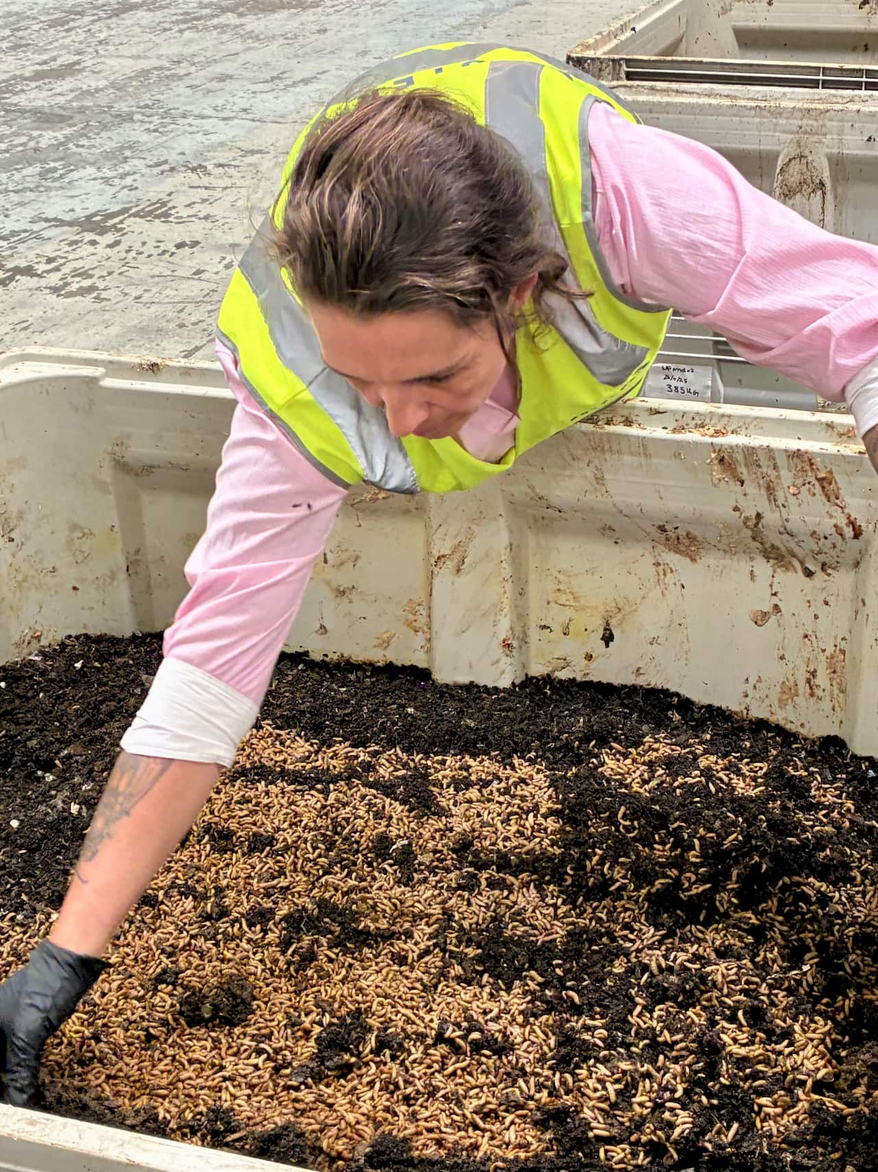 A woman in a pink shirt and hi vis vest leans over a white plastic crate filled with maggots.