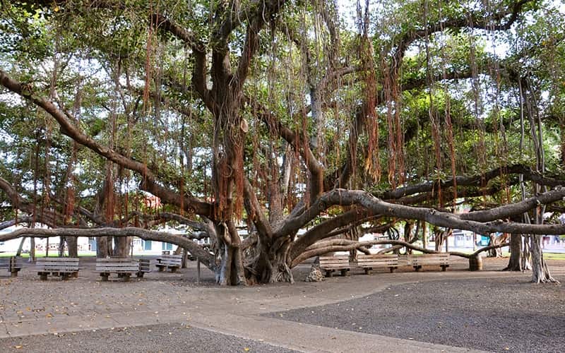 banyan-tree-lahaina.jpg