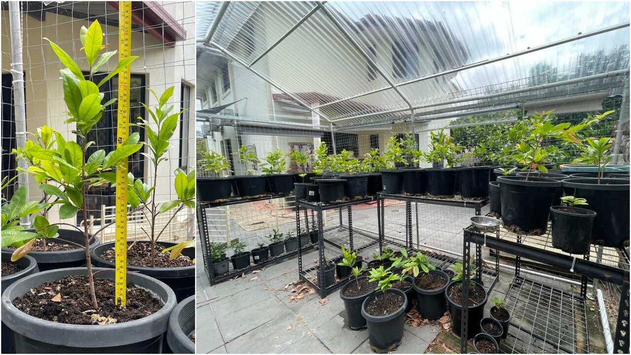 Ochna integerrima - Vietnamese yellow Mai flower - young plants