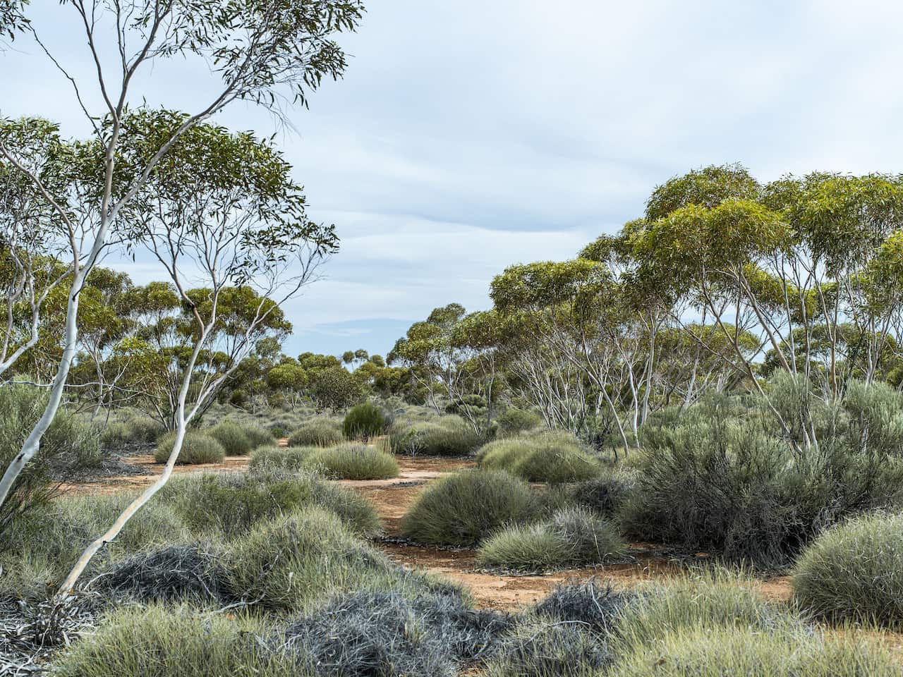 Spinifex and mallee- credit Alan Mcdonald.jpg