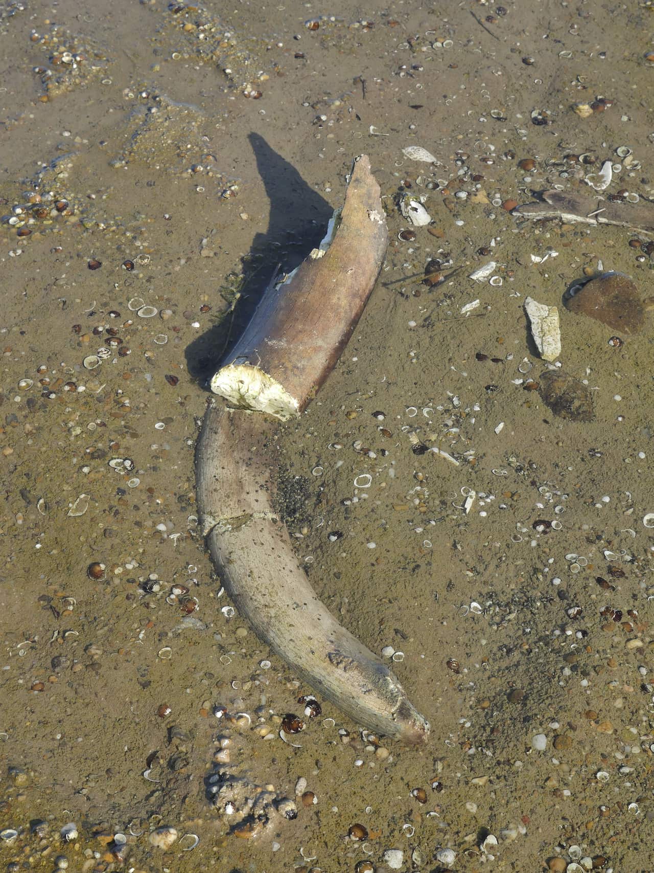 A tusk in mud