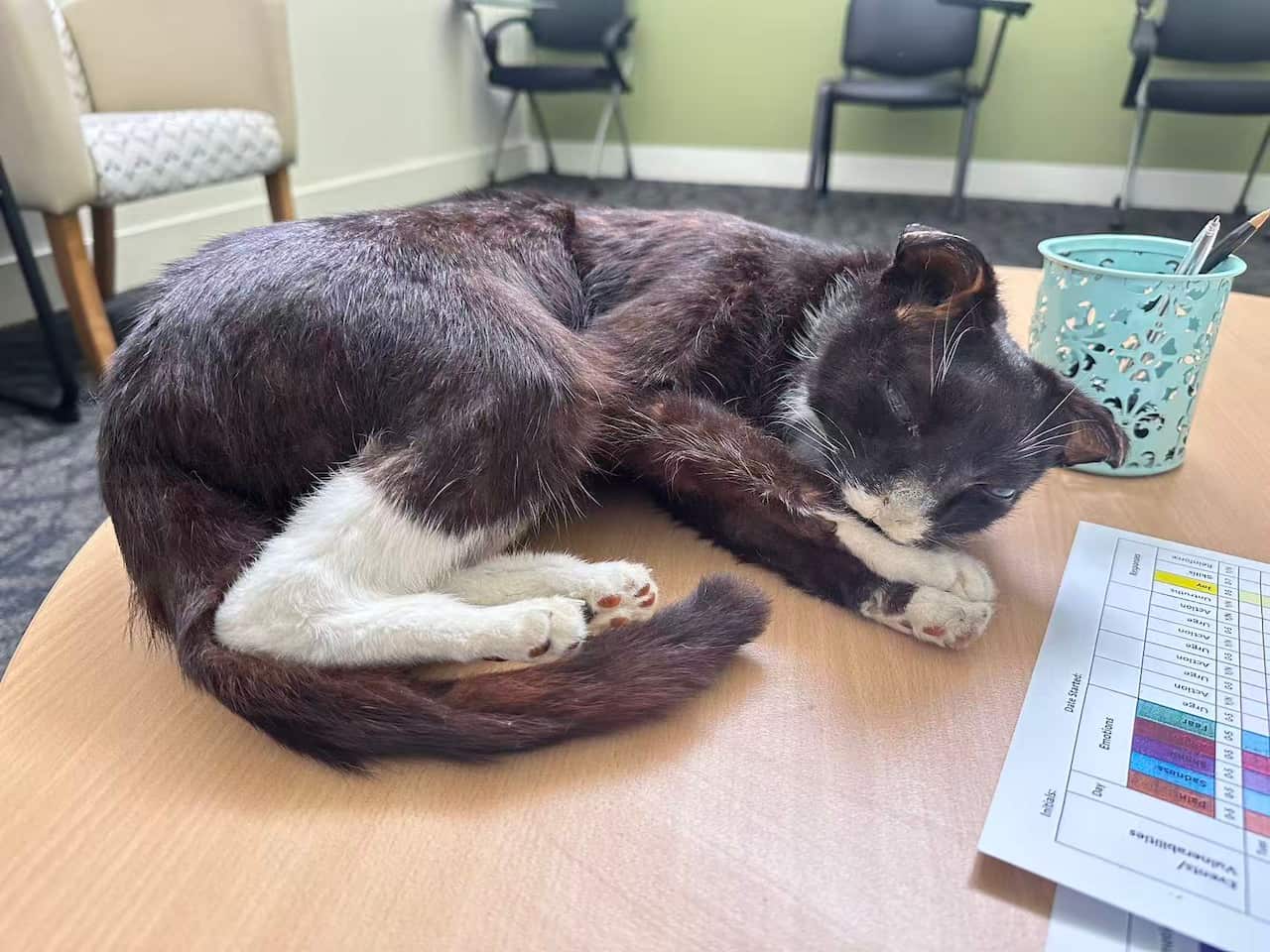 Cat at a mental health center.JPG
