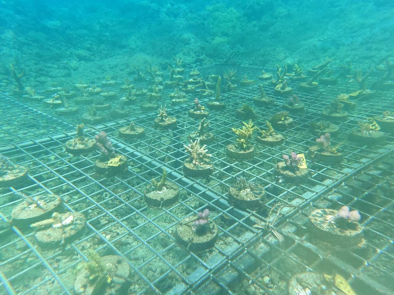 Coral on a seabed underwater.