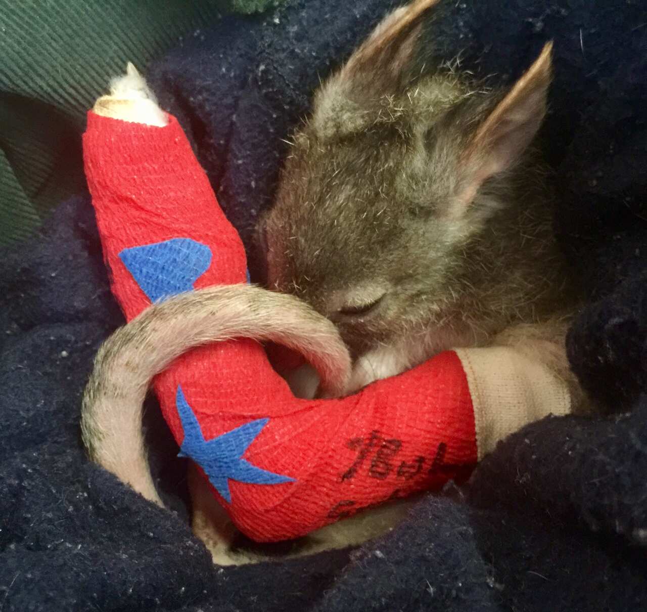 A bettong with a cast and bandage on its fractured leg - WIRES.jpg