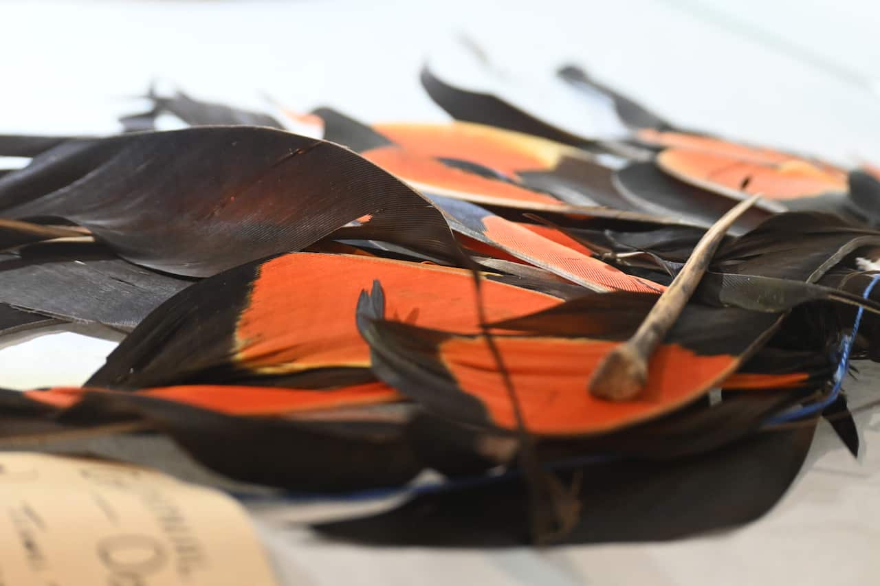 A cluster of orange and black feathers
