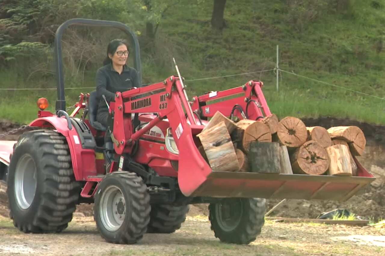 A woman driving a tractor carrying wooden logs. 
