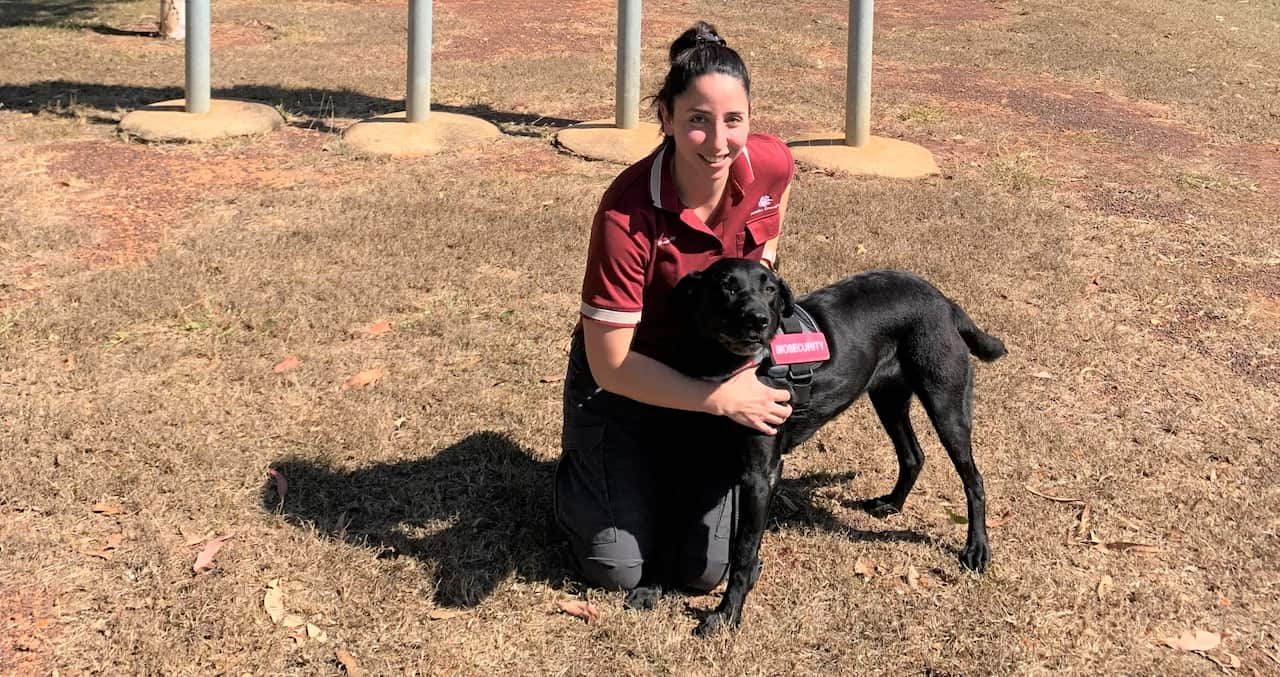 A biosecurity detector dog with its carer.