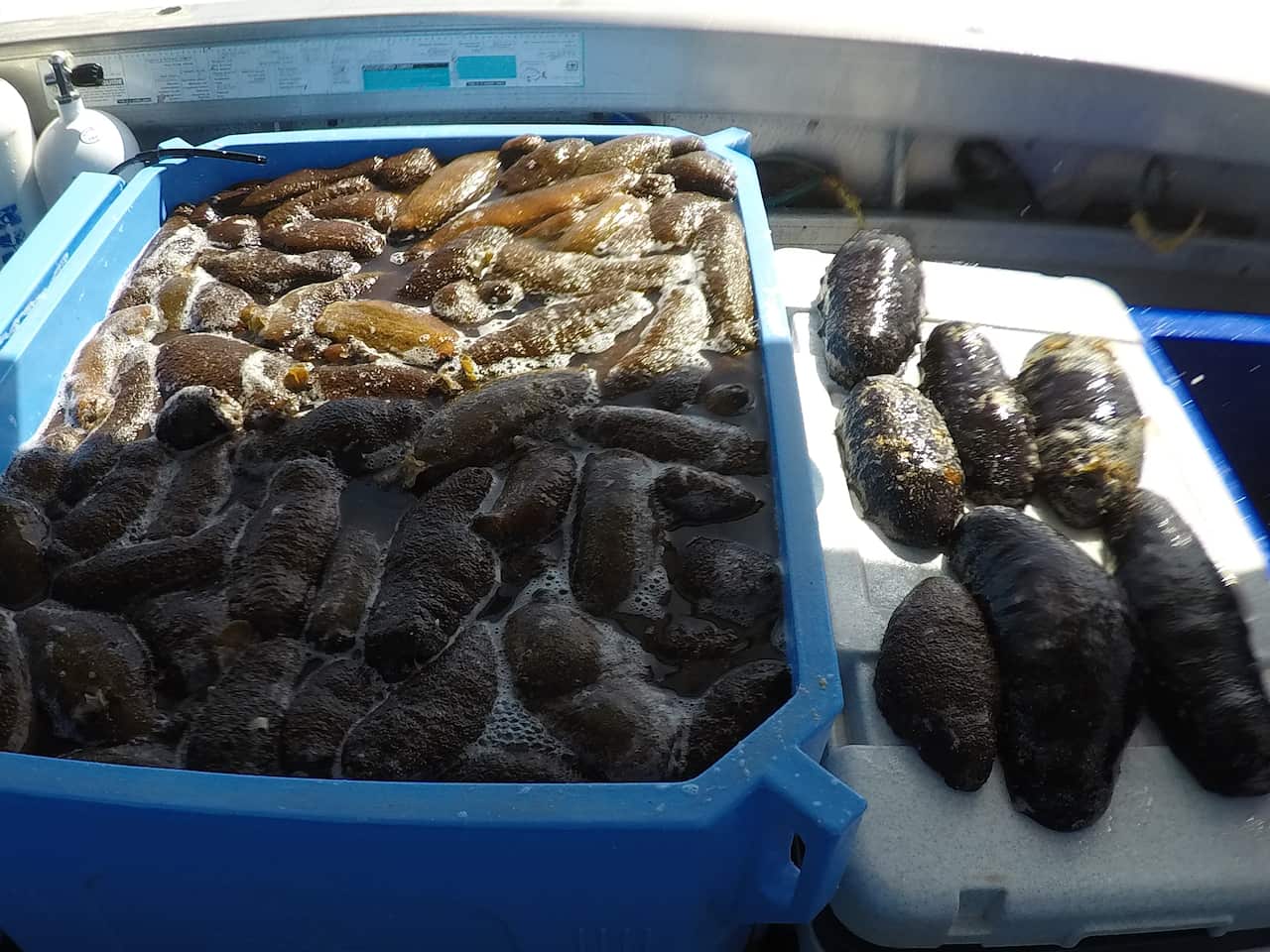 A large blue plastic box of freshly harvested sea cucumbers, slimy, brown slug-like creatures.
