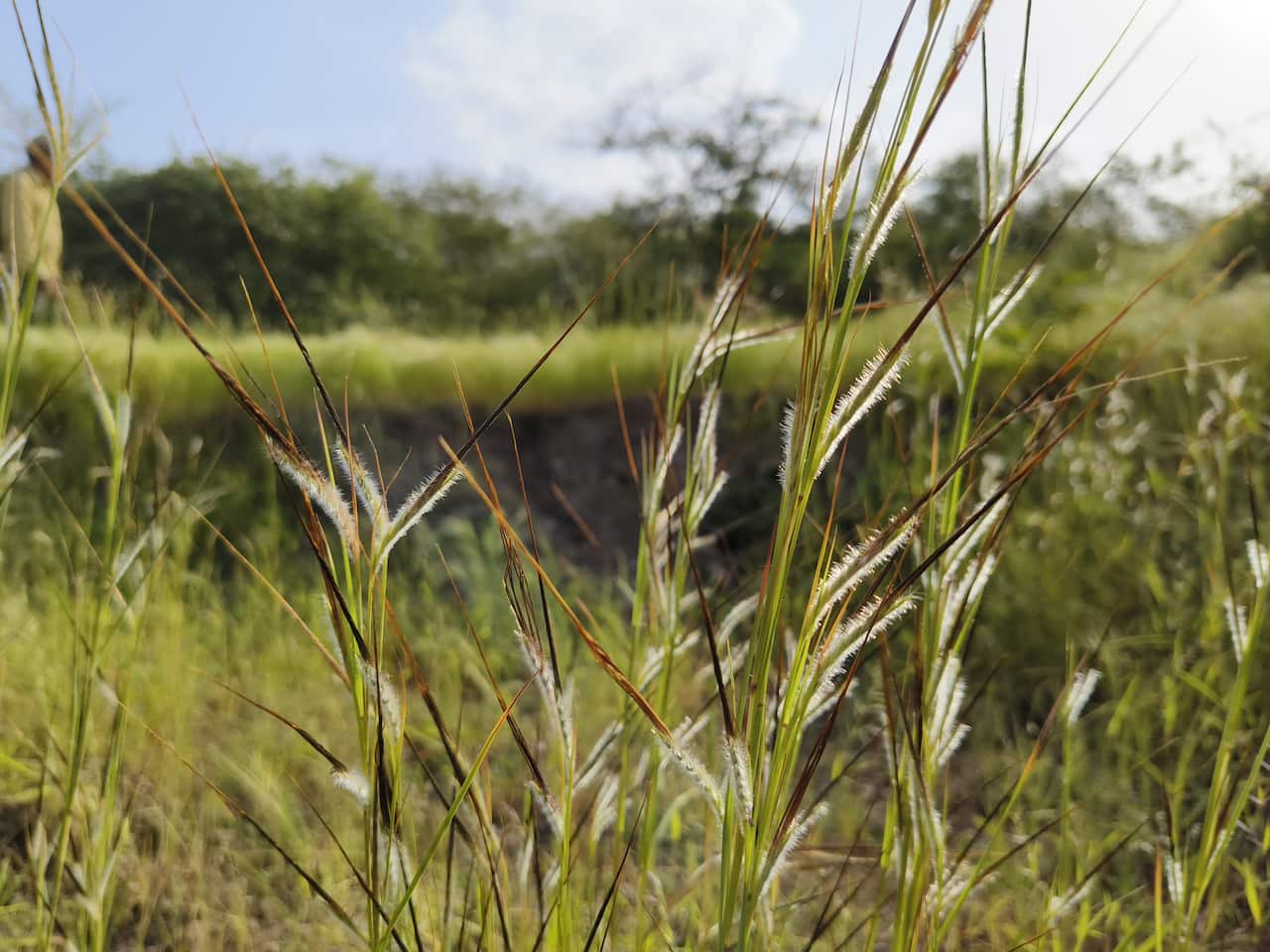 Speargrass (Heteropogon contortus) flowering