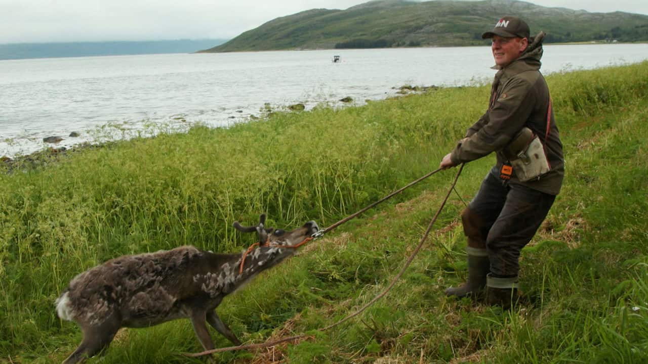 A man lassoing a reindeer on grass next to a lake