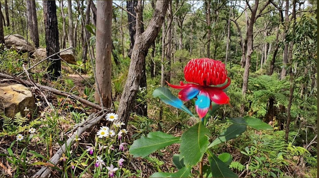 紅火球帝王花(Waratahs).png