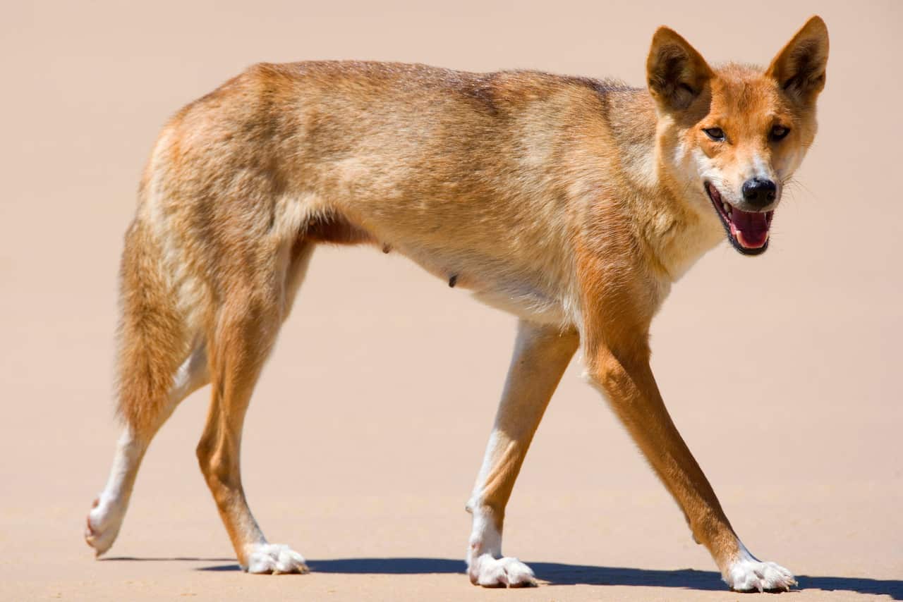 Dingo - side view of a female adult strolling along