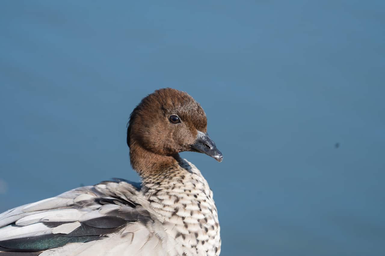 Maned duck【鬃林鸭】-澳洲特有.jpg