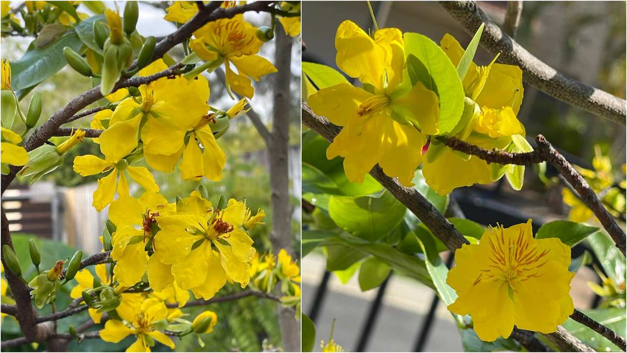 Ochna integerrima - Vietnamese yellow Mai flower 