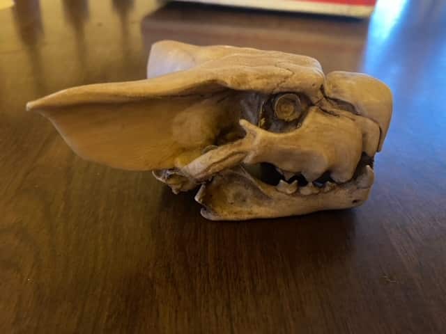 What appears to be a skull from a small animal.