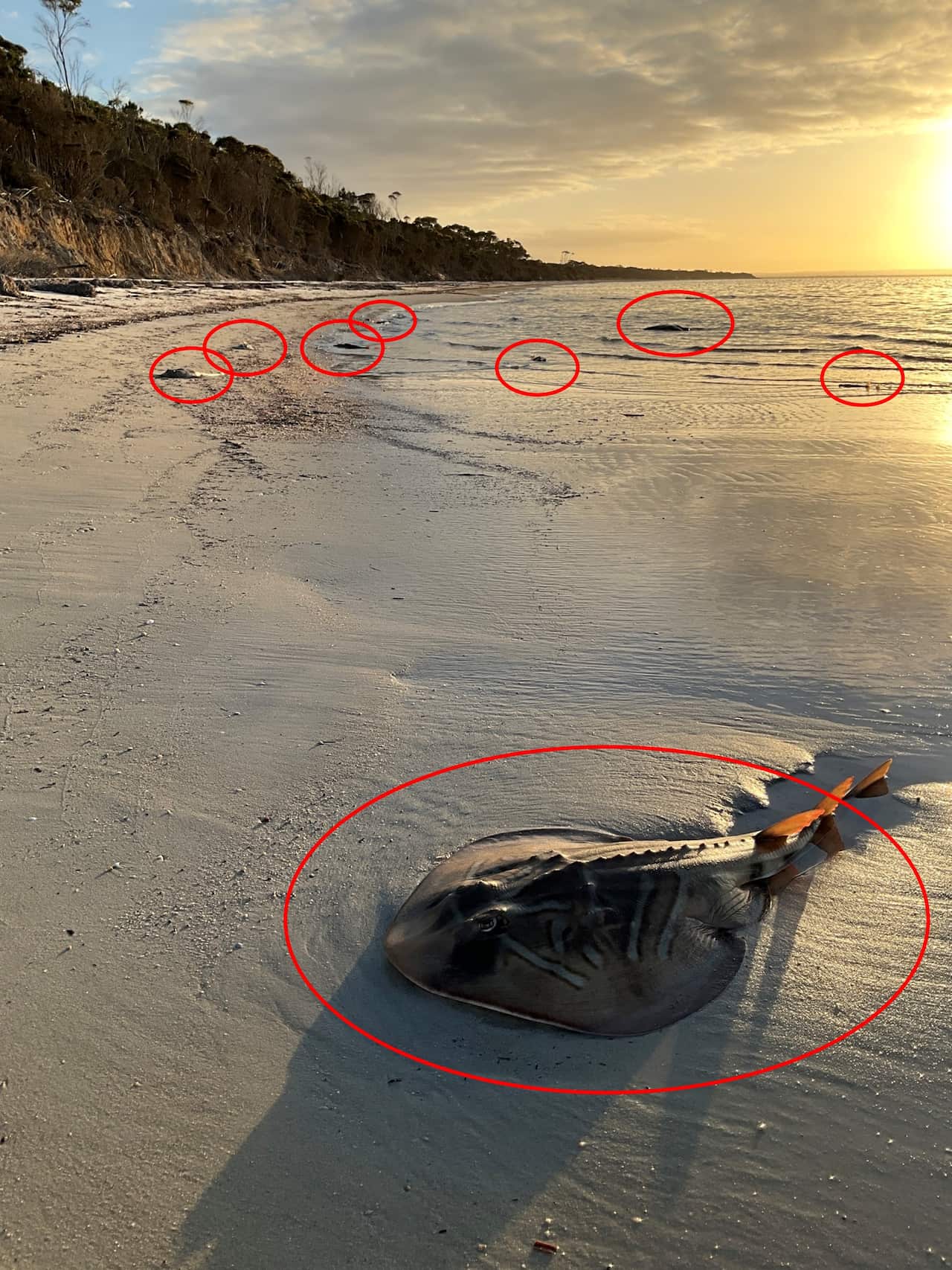 Dead sea creatures lying on a beach 