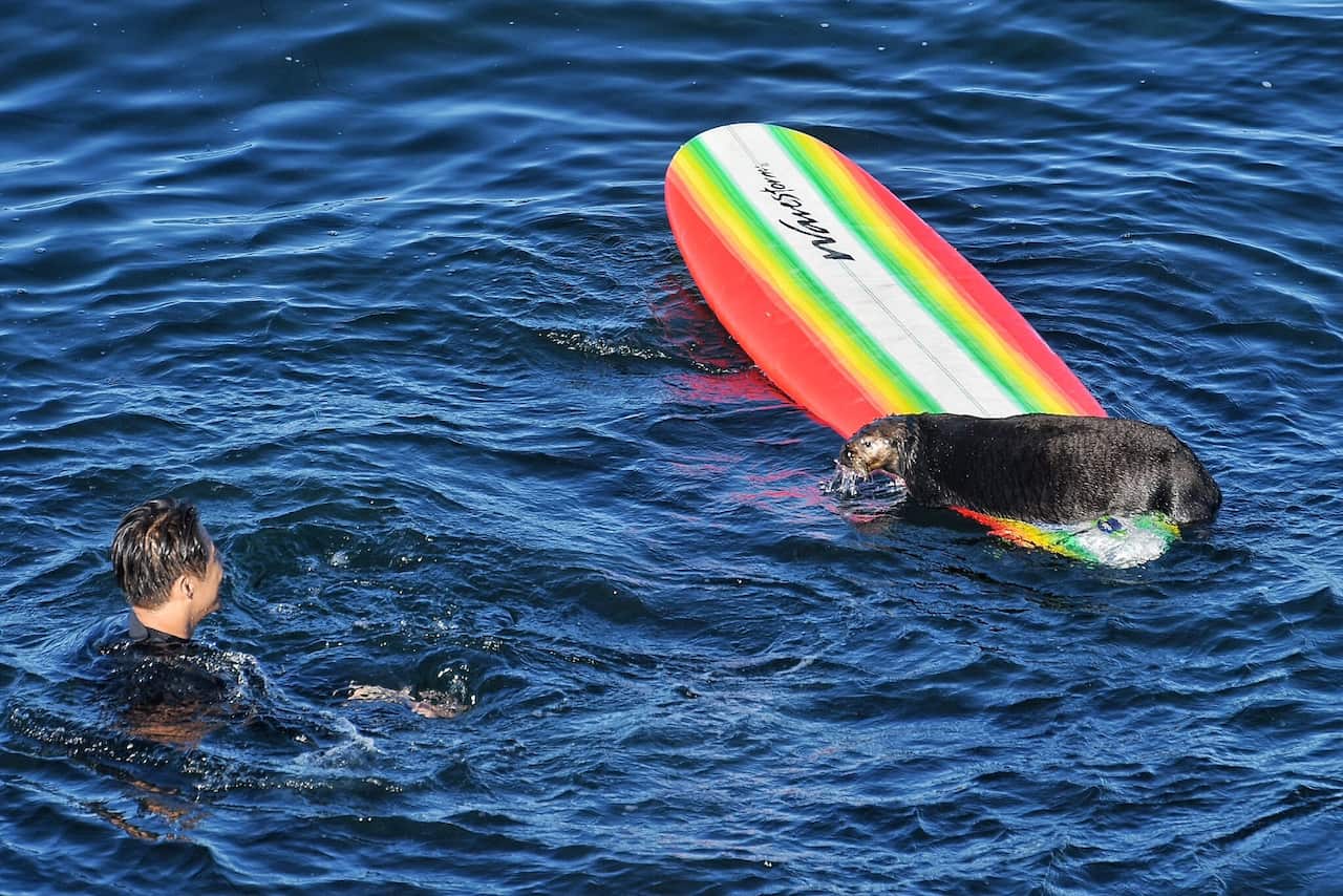 A sea otter on a surfboard looking at a person in the water.