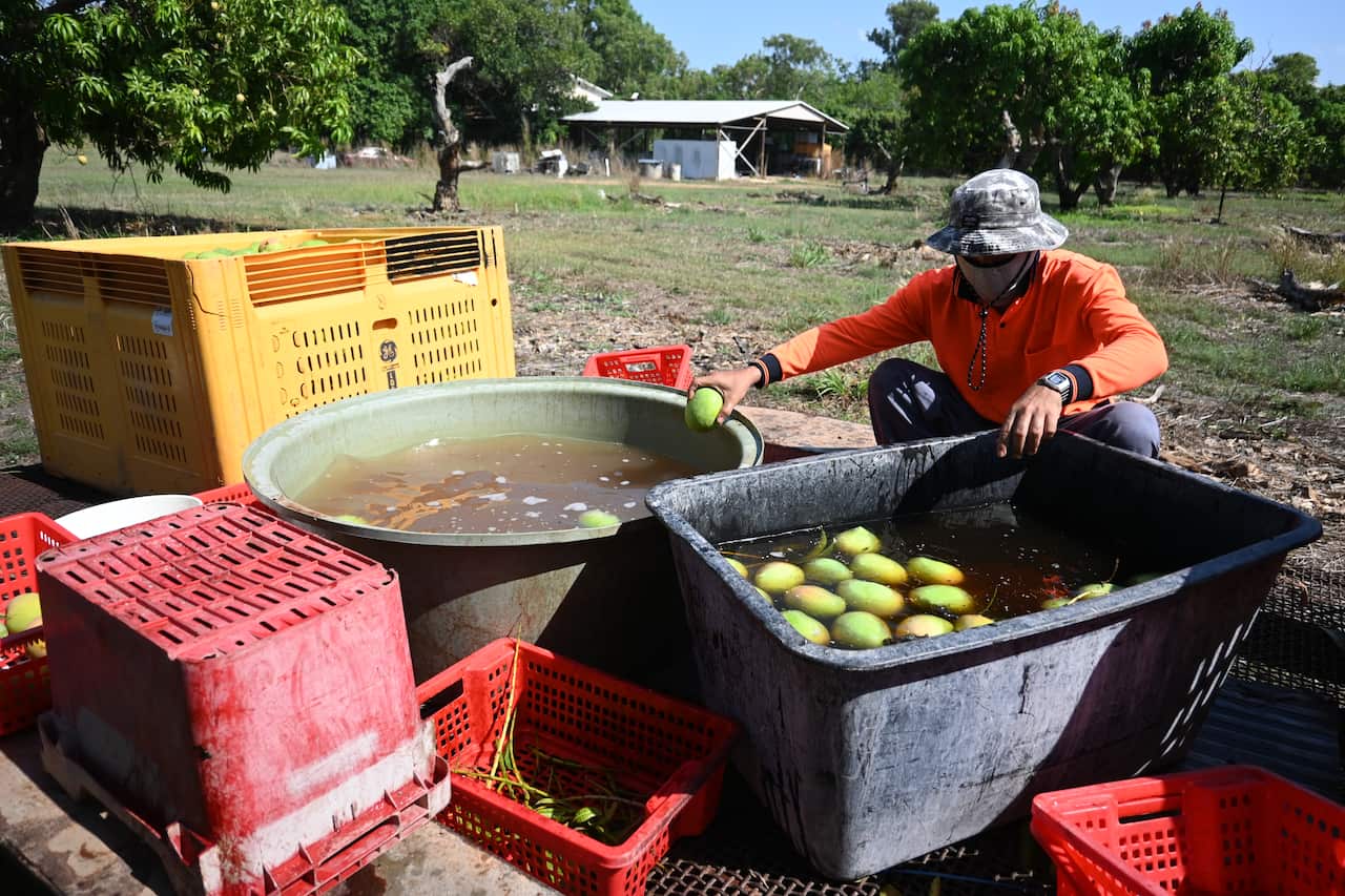 cantonese-mangofarm7