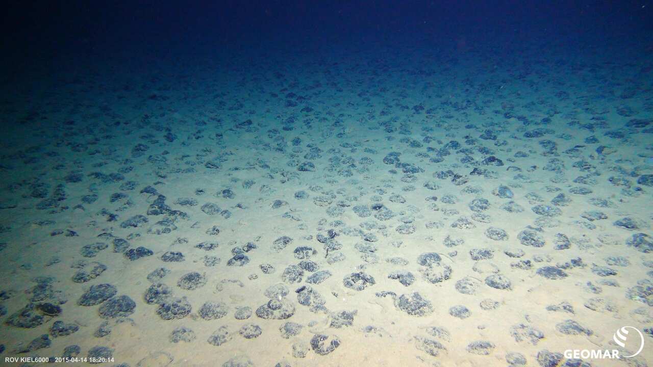 Manganese Nodules on the seafloor in the Clarion-Clipperton Zone. 