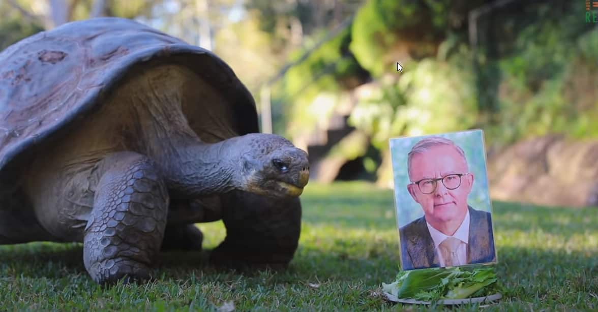 Tortoise looking at a plate of lettuce with a picture of a man on top. 