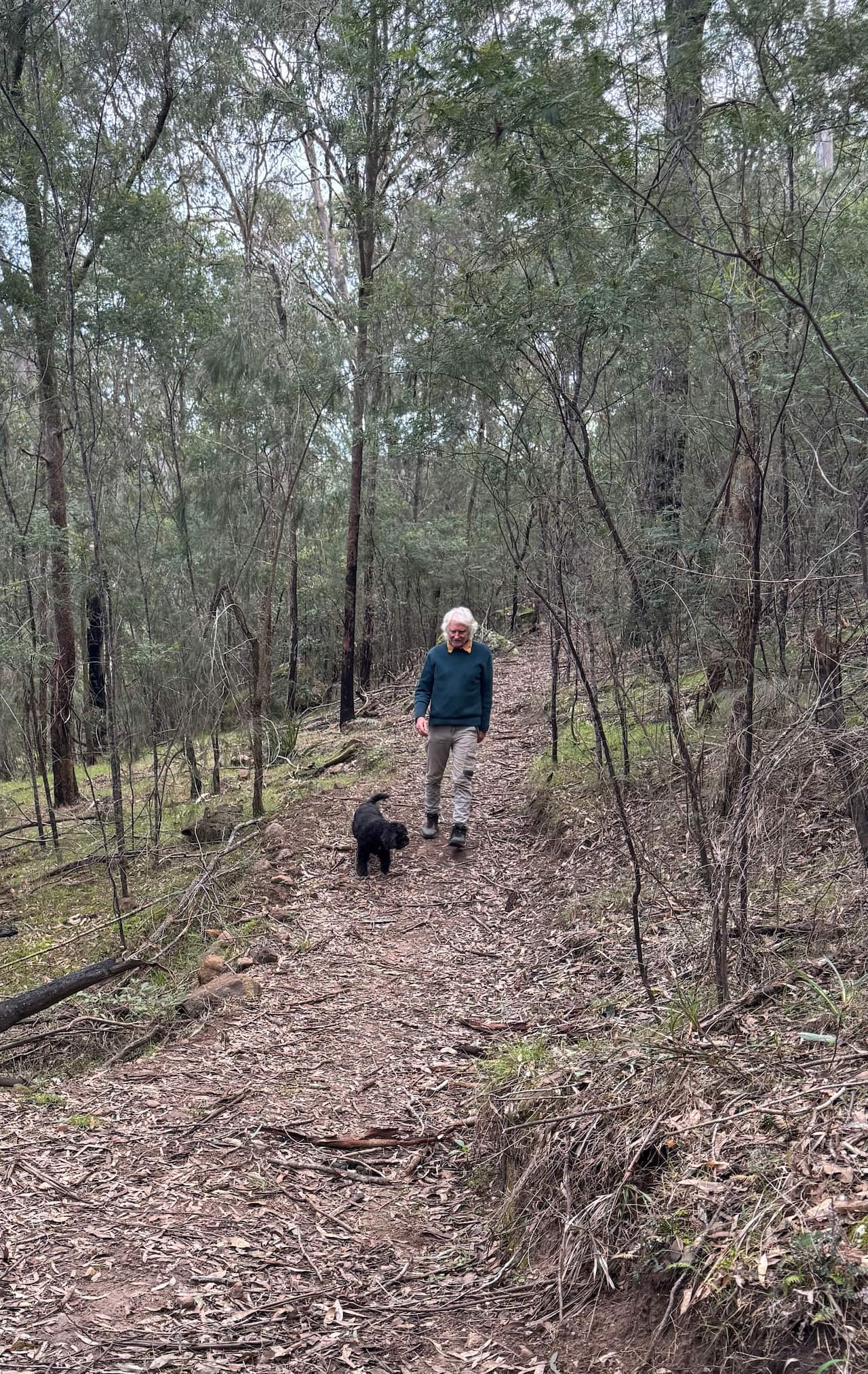 A man walks with his dog along a track in a forest