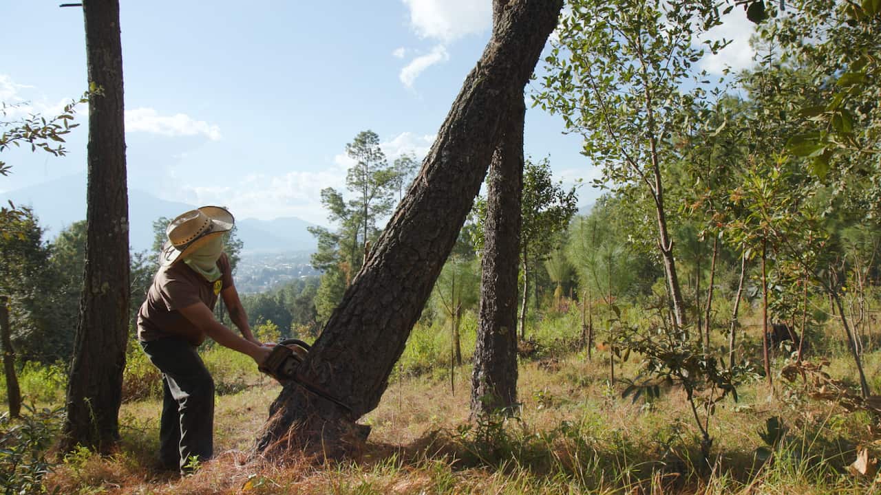A logger with a chainsaw cuts down a tree in one of Michoacán's many protected forests. 