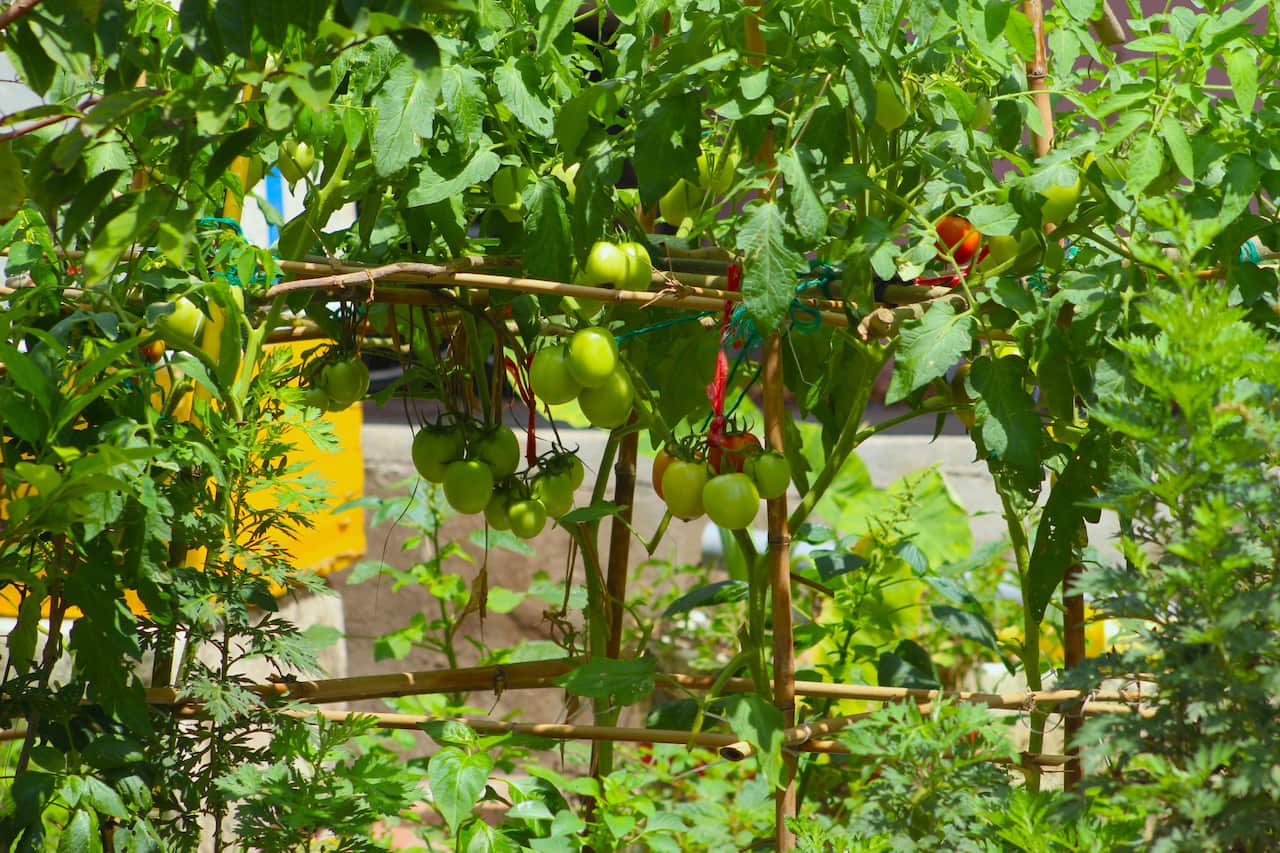 Urban produce.jpg